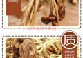 茶樹菇產(chǎn)地(茶樹菇產(chǎn)地是哪里最好)