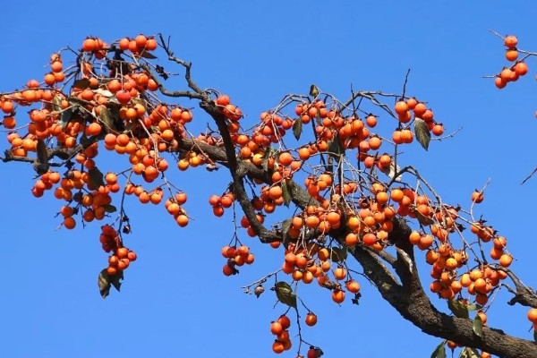 柿子產(chǎn)地(著名柿子產(chǎn)地)