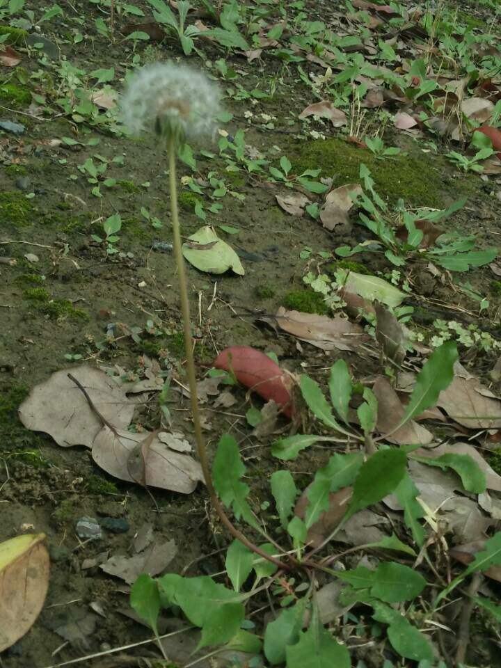 靠風(fēng)種子的植物(風(fēng)吹傳播種子的植物)