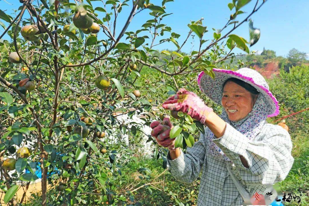 中國油茶之鄉(xiāng)(中國油茶之鄉(xiāng)祁陽)