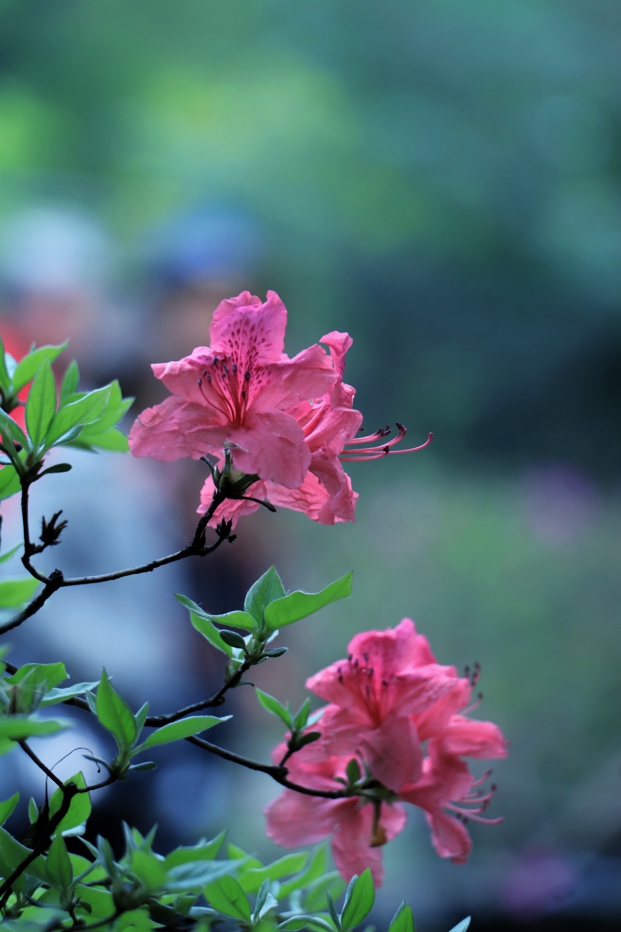 花中西施(花中西施閱讀理解)