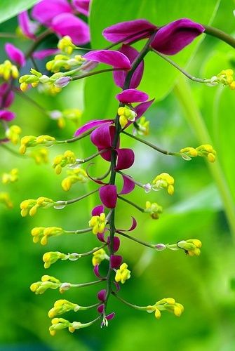 花花世界鴛鴦蝴蝶(花花世界蝴蝶多什么歌)