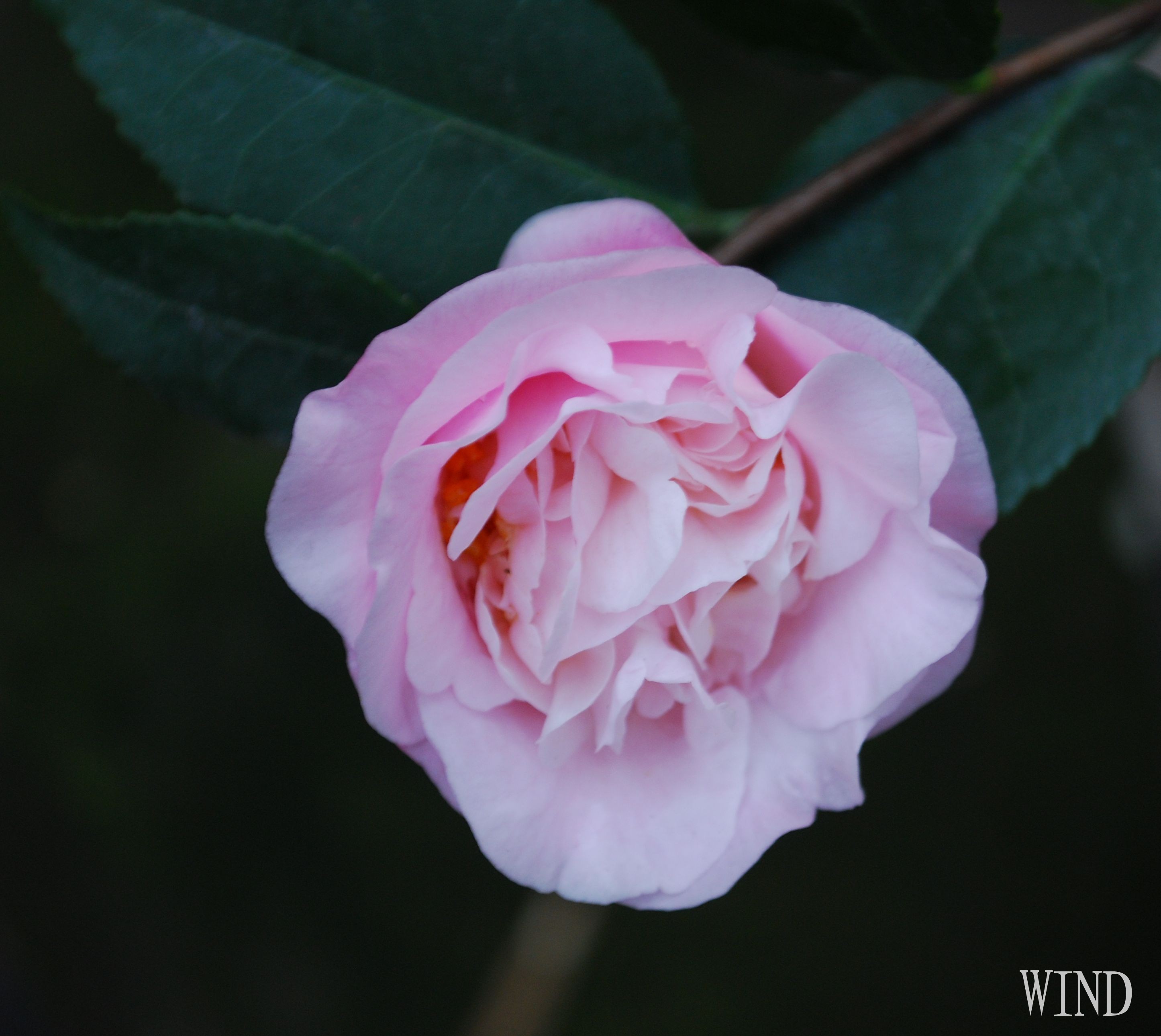 花花世界鴛鴦蝴蝶(花花世界蝴蝶多什么歌)