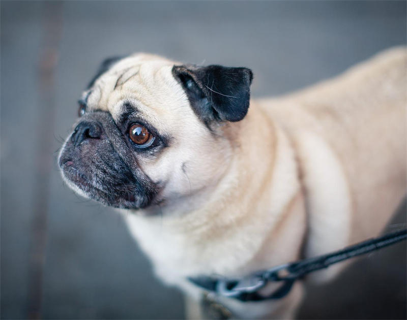 巴哥犬性格(巴哥犬一般多大才會(huì)懂事)