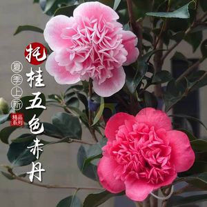 赤丹茶花(大紅赤丹茶花幾月開花)